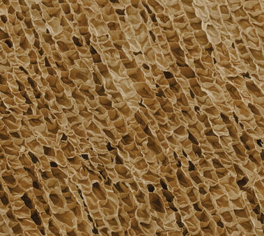 Die chemische Zusammensetzung des Korks