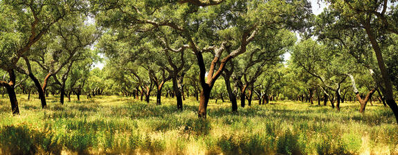 Der Kork – ein Jahrtausende alter Rohstoff